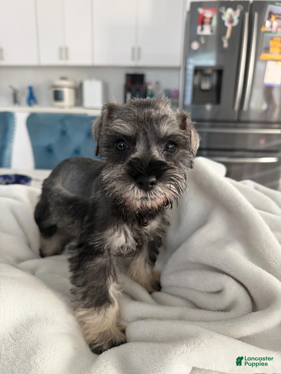 Miniature Schnauzer dogs for sale: Miniature Schnauzer 6 - Ad 2