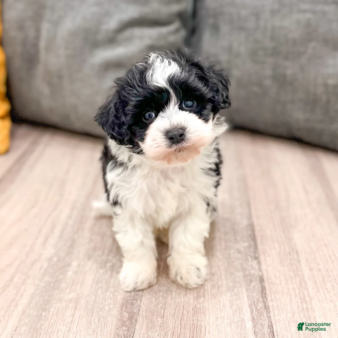 Havanese dogs for sale: Leo - Ad 1