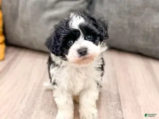 Havanese dogs for sale: Leo - Ad 4