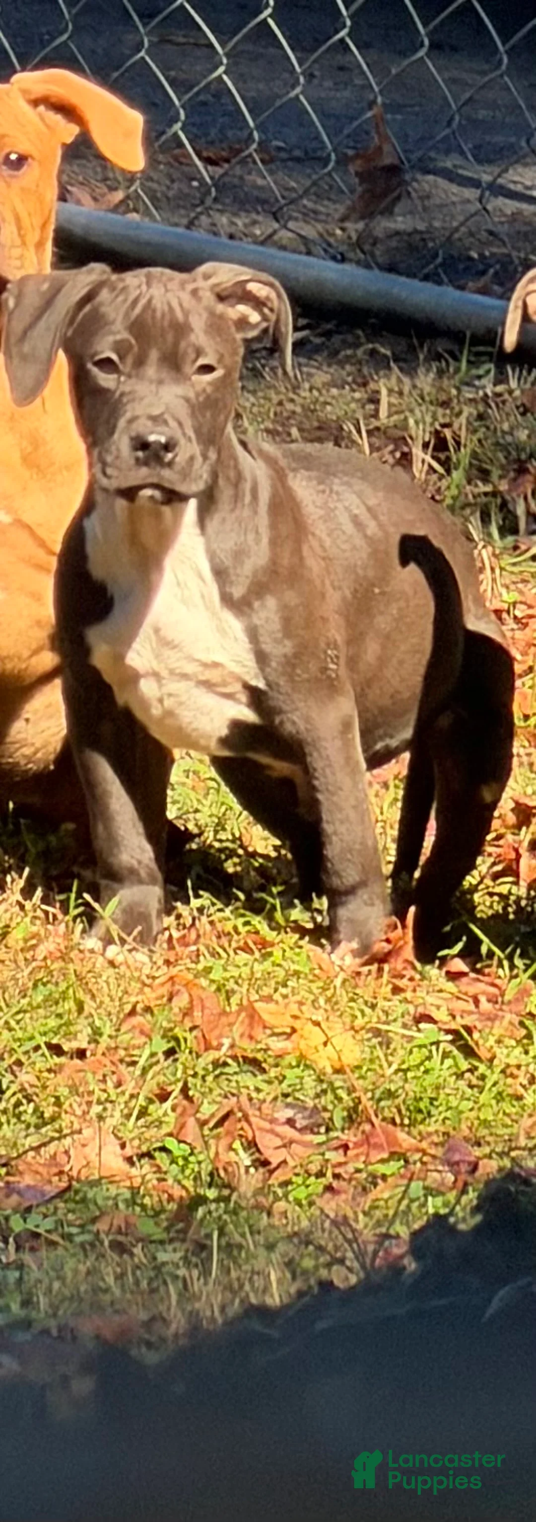 American Bully dogs for sale: American Bully 1 - Ad 1
