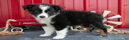 Miniature Australian Shepherd dogs for sale: Oreo - Ad 3