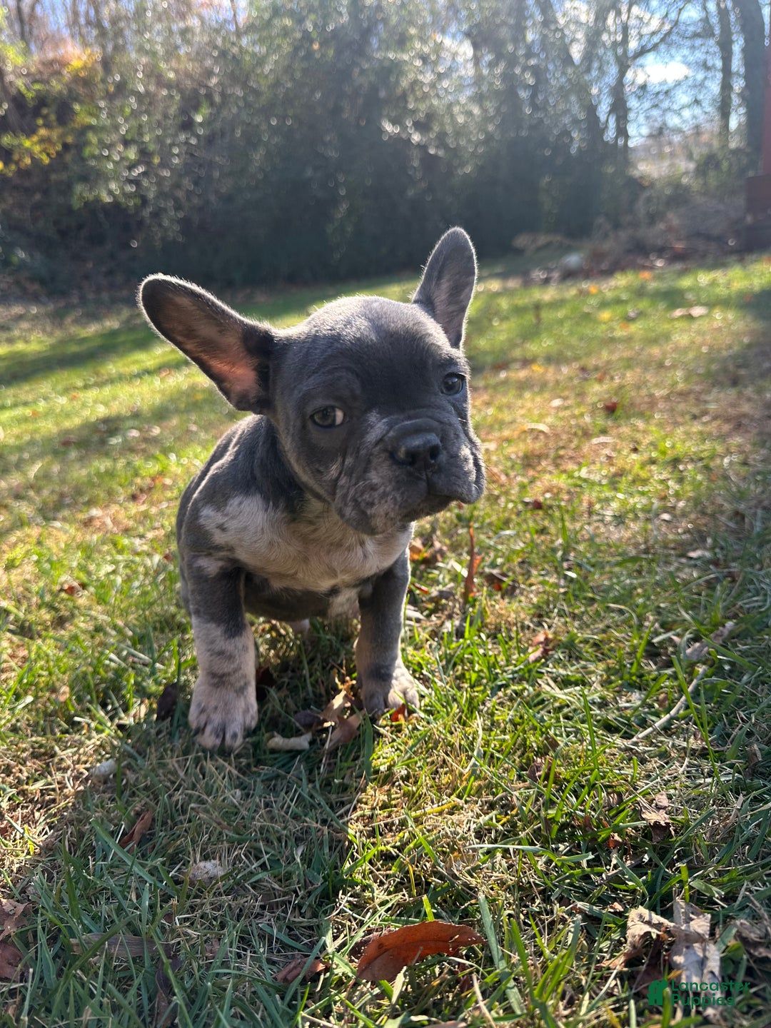 French Bulldog dogs for sale: Leo - Ad 7