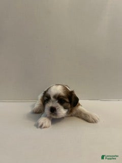 Shih Tzu dogs Shih Tzu 3 baby boy orange - Ad 4