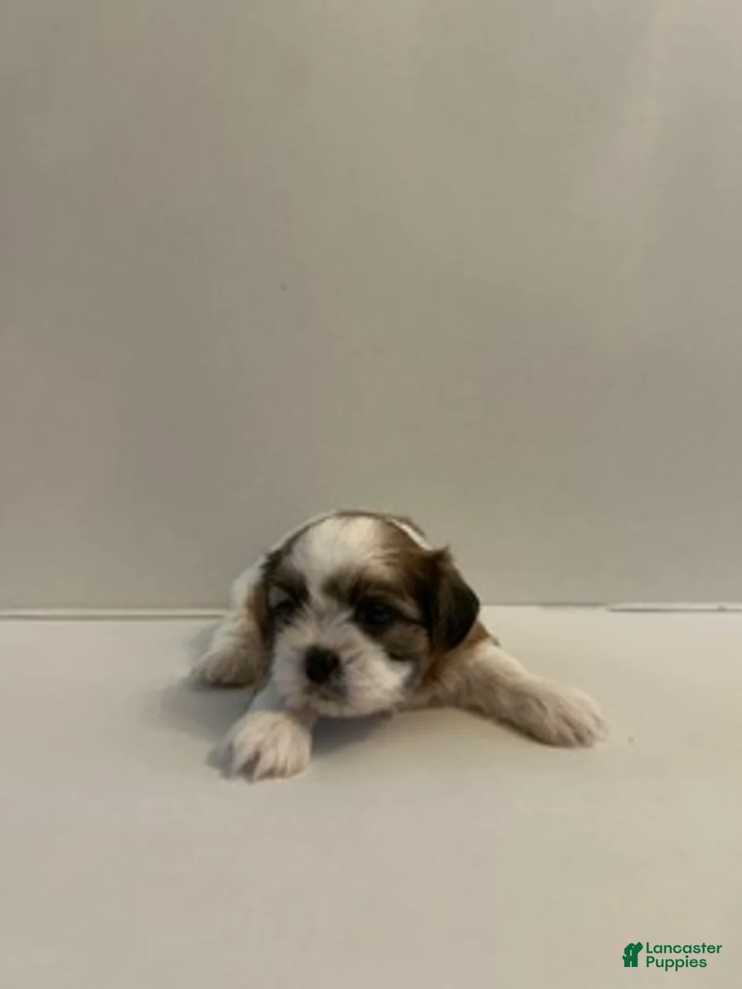 Shih Tzu dogs for sale: Shih Tzu 3 baby boy orange - Ad 1