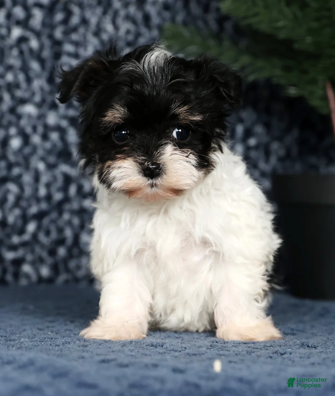 Havapoo dogs for sale: Jenna - Ad 4