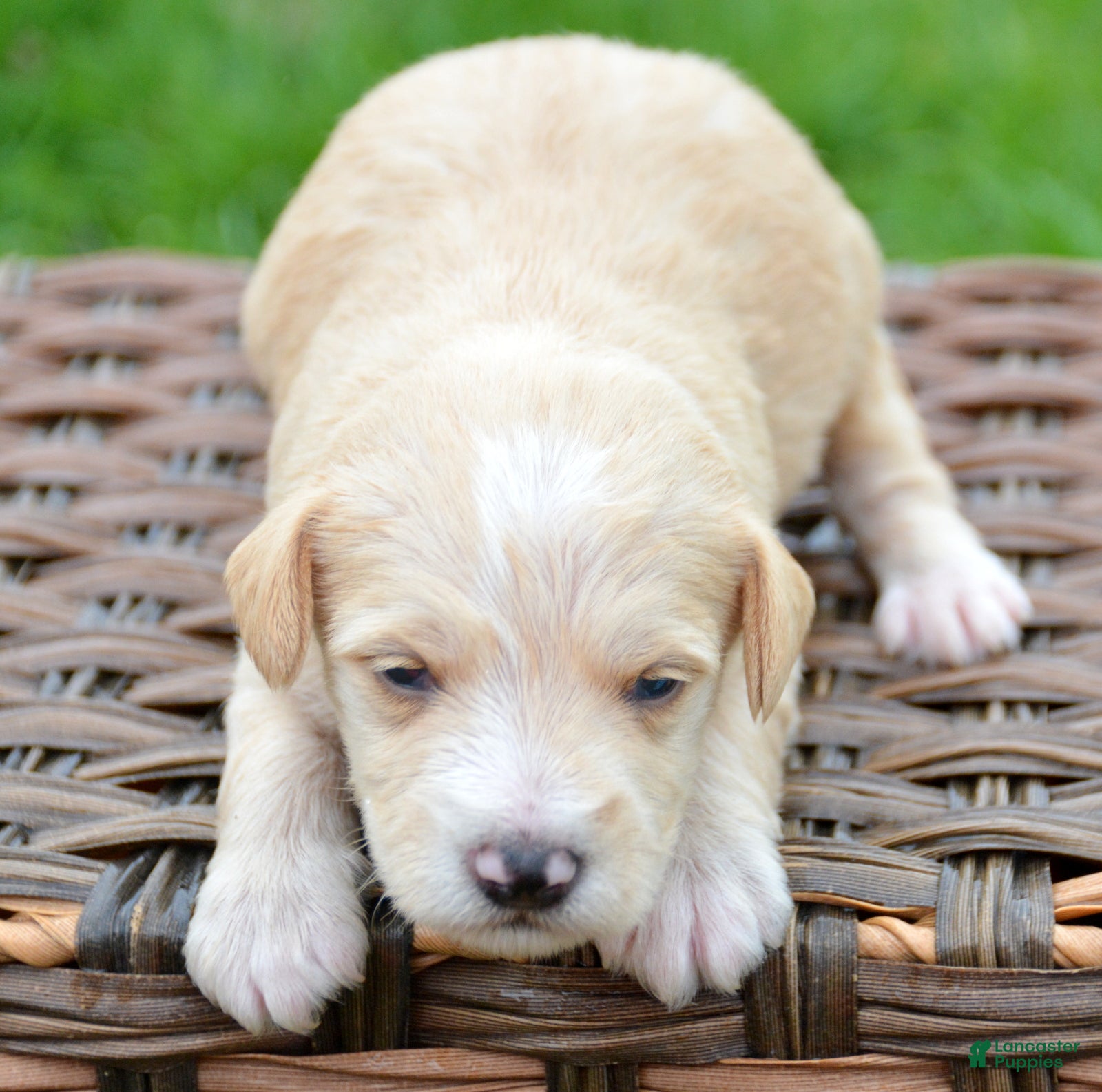 Miniature Schnauzer dogs Miniature Schnauzer Maverick - Ad 38