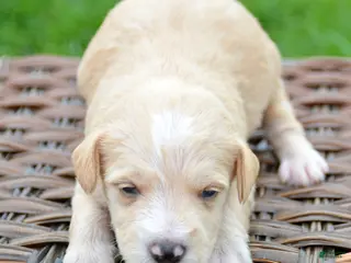 Miniature Schnauzer dogs Miniature Schnauzer Maverick - Ad 22