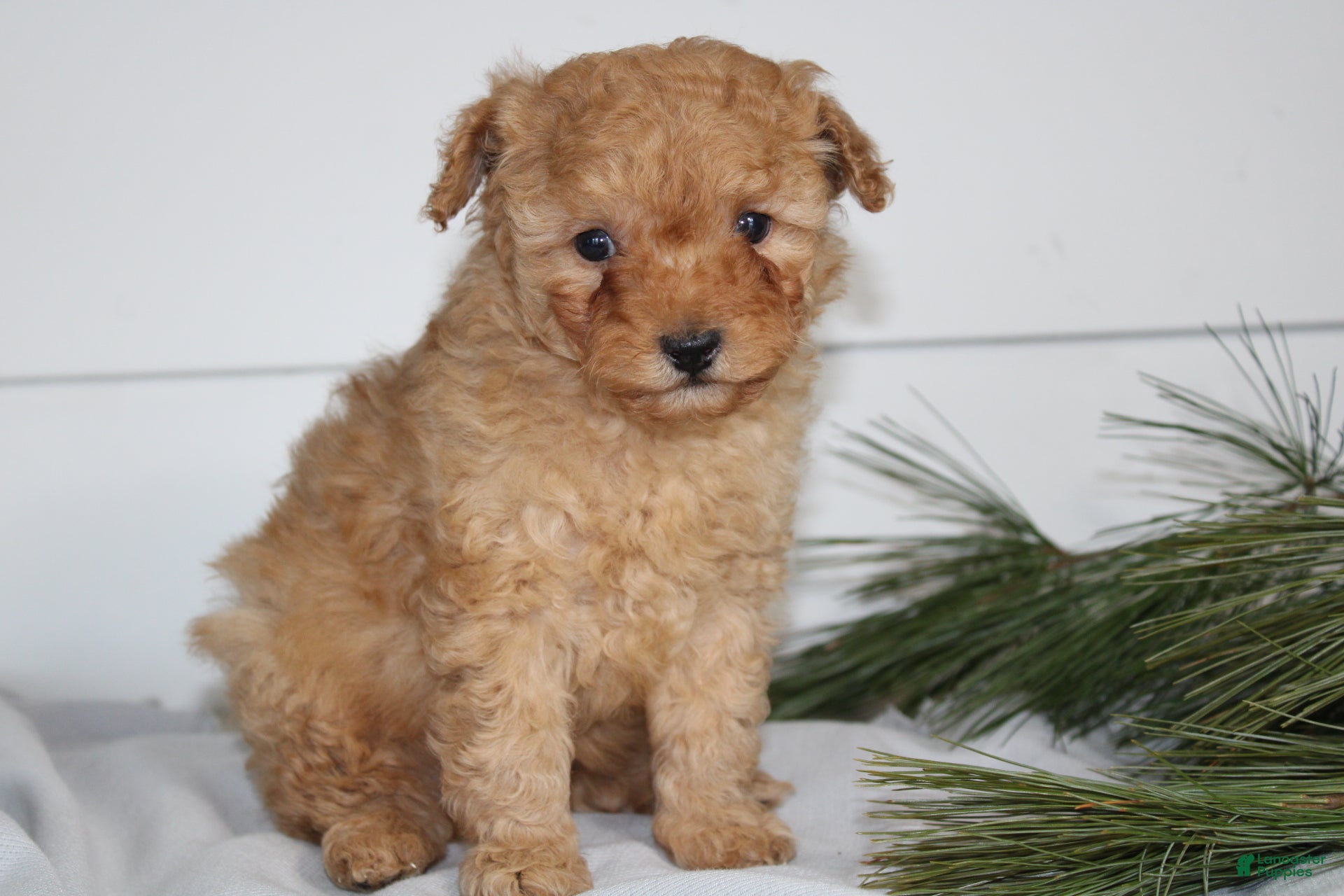 Miniature Poodle dogs for sale: Dexter - Ad 2