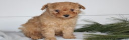Miniature Poodle dogs for sale: Dexter - Ad 1