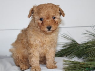 Miniature Poodle dogs for sale: Dexter - Ad 2