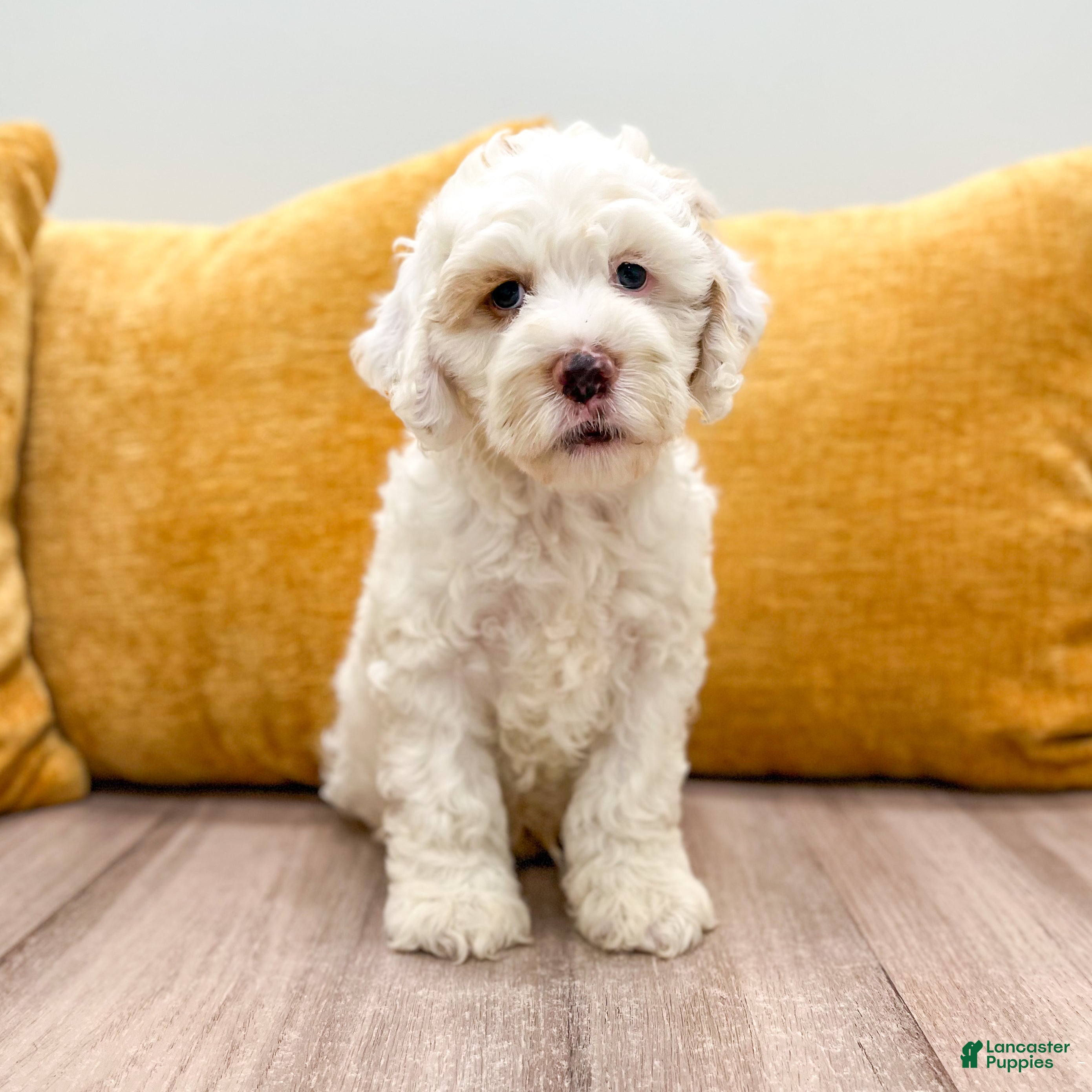 Cockapoo dogs Buddy - Ad 1