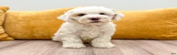Cockapoo dogs for sale: Buddy - Ad 1