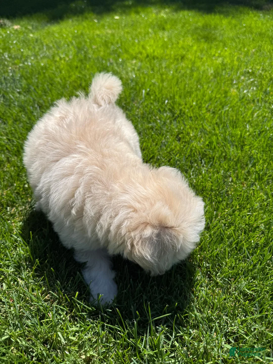 Toy Poodle dogs for sale: Toy Poodle  - Ad 2