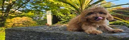Cavapoo dogs for sale: Johan - Ad 8