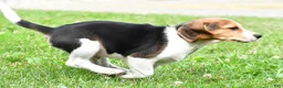 Beagle dogs for sale: Teddy - Ad 3