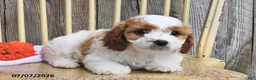 Cavapoo dogs for sale: Jaxon - Ad 4
