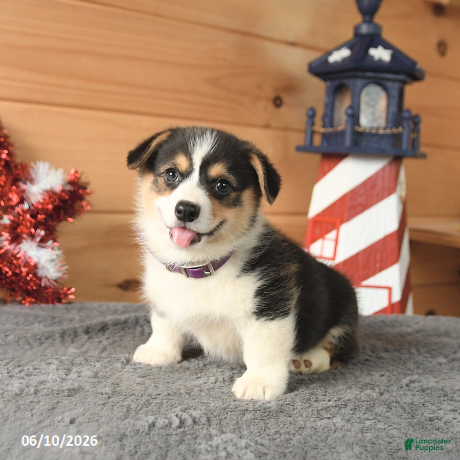 Welsh Corgi Pembroke dogs Benjamin Franklin - Ad 1