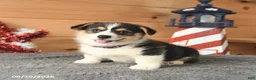 Welsh Corgi Pembroke dogs for sale: Benjamin Franklin - Ad 1
