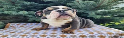 English Bulldog dogs for sale: Elliot - Ad 4