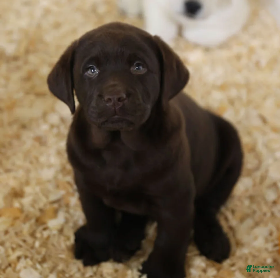 Labrador Retriever dogs for sale: Labrador Retriever 9 - Ad 1