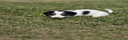 Miniature Dachshund dogs for sale: Piglet - Ad 5