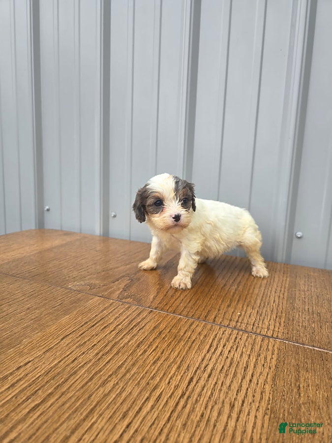 Cavapoo dogs Bella - Ad 1