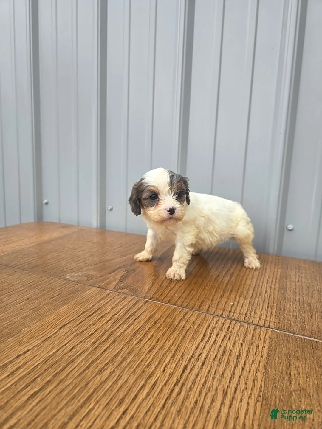 Cavapoo dogs for sale: Bella - Ad 1
