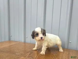 Cavapoo dogs for sale: Bella - Ad 4