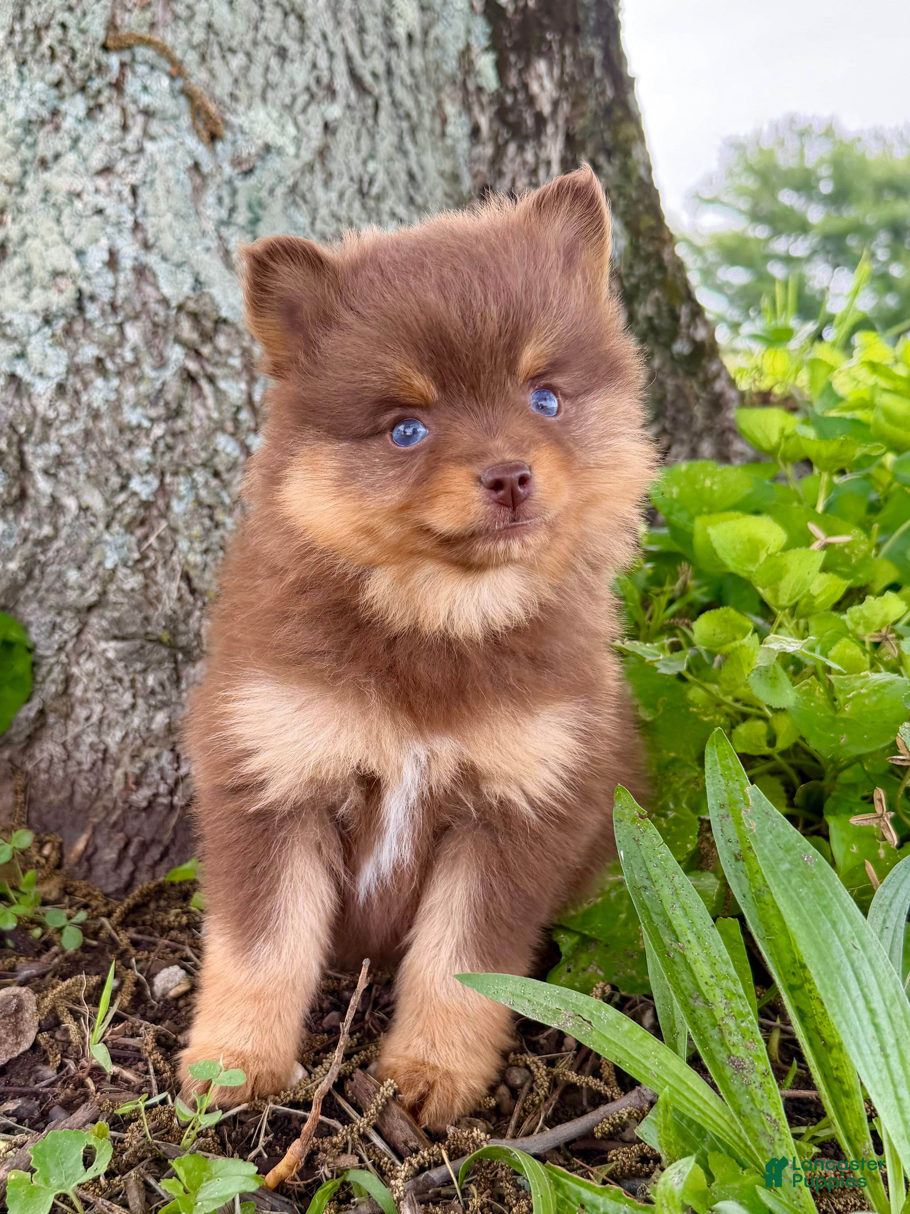 Pomsky dogs Heidi Jr. - Ad 1