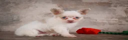 Chihuahua dogs for sale: Charlie - Ad 1