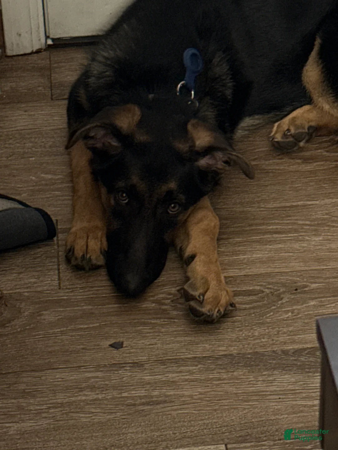 German Shepherd dogs for sale: Duke - Ad 2