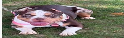 American Bully dogs for sale: American Bully Male - 1 - Ad 3
