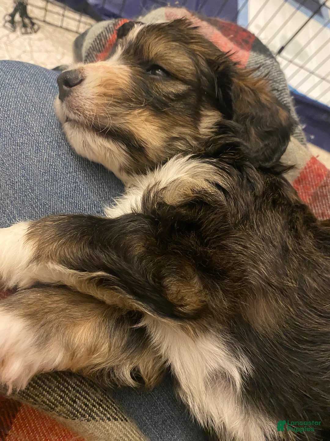 Bernedoodle dogs for sale: Bernedoodle Puppy 2 - Ad 5