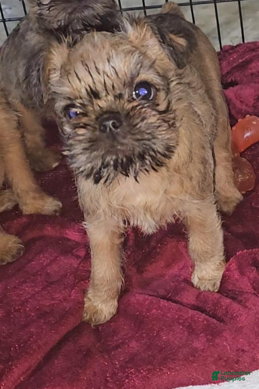 Brussels Griffon dogs Brussels Griffon Puppy 3 - Ad 5
