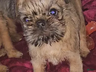 Brussels Griffon dogs Brussels Griffon Puppy 3 - Ad 4