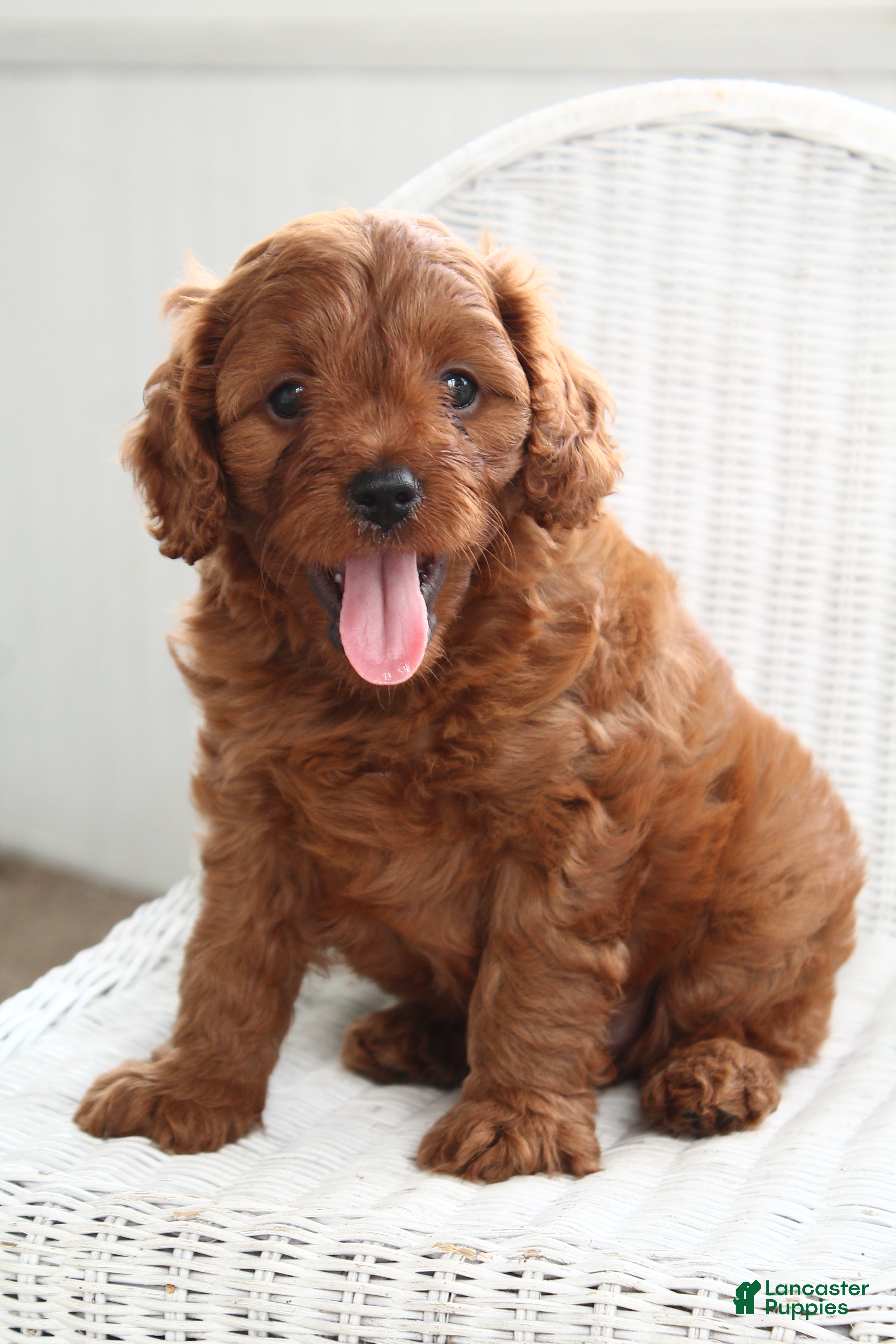 Cavapoo dogs Archer - Ad 2