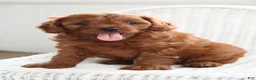 Cavapoo dogs for sale: Archer - Ad 2