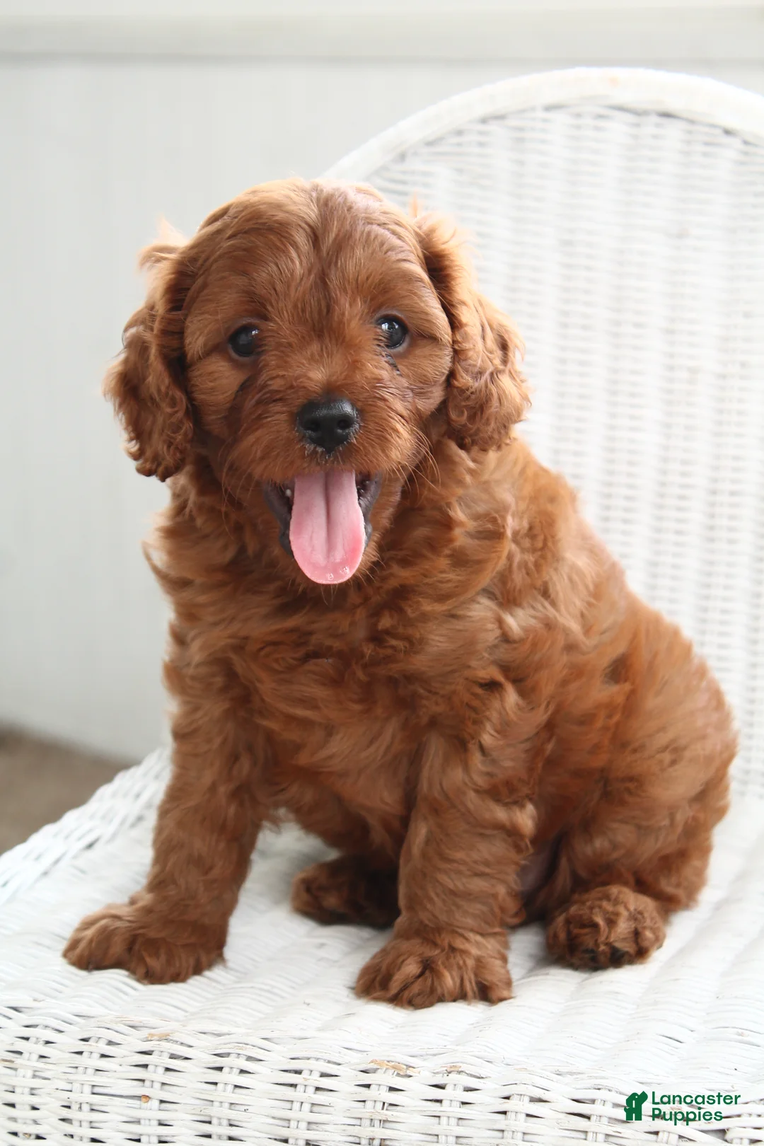 Cavapoo dogs for sale: Archer - Ad 2