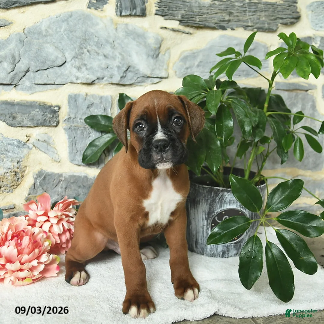 Boxer dogs for sale: Champ  - Ad 3