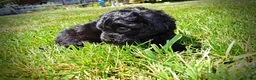 Havapoo dogs for sale: Isabella - Ad 15