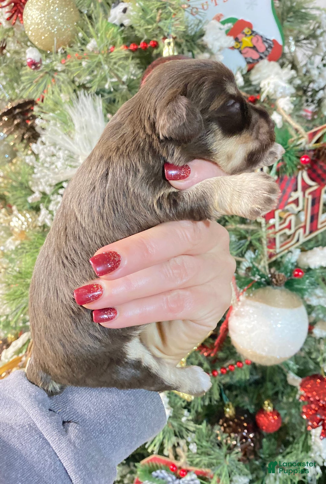 Miniature Schnauzer dogs for sale: Miniature Schnauzer Puppy 2 - Ad 2