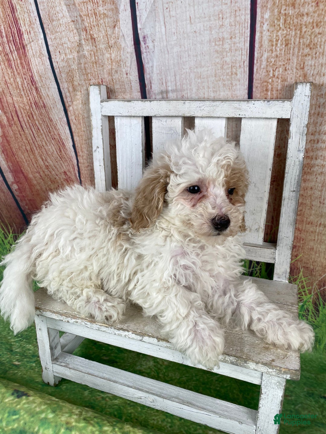 Miniature Poodle dogs for sale: Biscuit - Ad 12