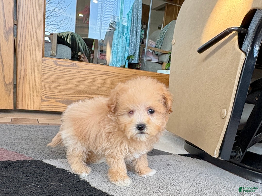 Maltipoo dogs for sale: Maltipoo Female Puppy 4 - Ad 6