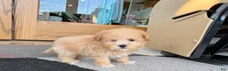 Maltipoo dogs for sale: Maltipoo Female Puppy 4 - Ad 6