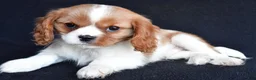 Cavalier King Charles Spaniel dogs for sale: Asher - Ad 1