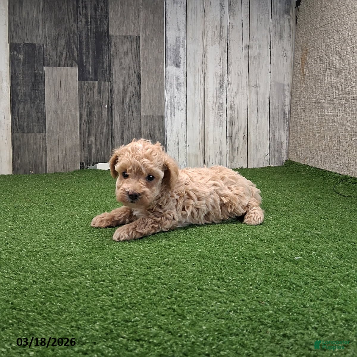 Maltipoo dogs Avery - Ad 1