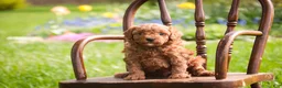 Miniature Poodle dogs for sale: Peyton - Ad 1