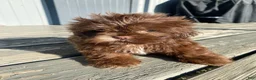 Shih Tzu dogs for sale: Tucker - Ad 4
