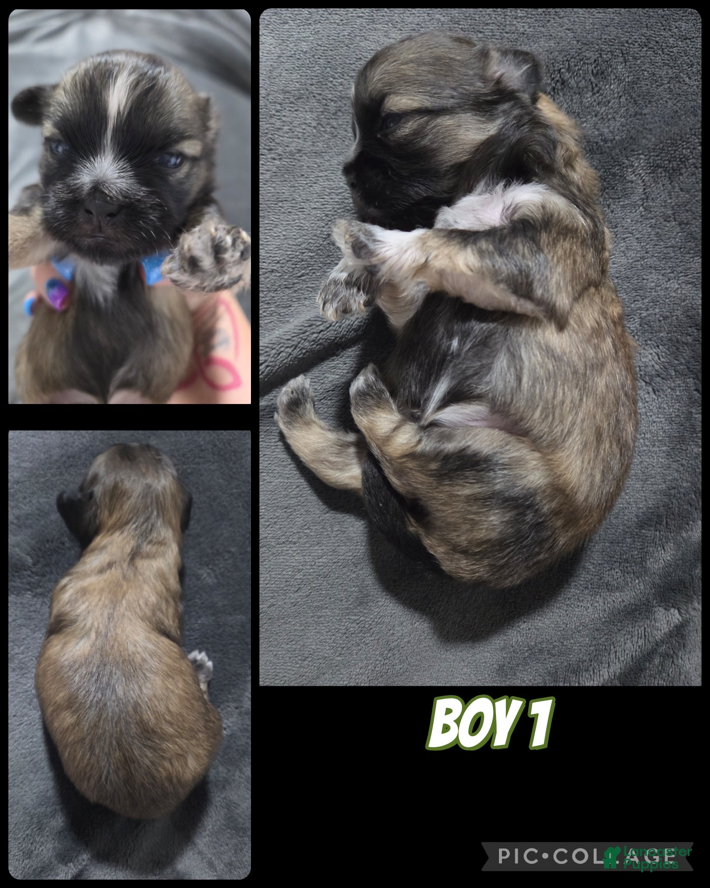 Shih Tzu dogs Shih Tzu Boy 1 - Ad 31