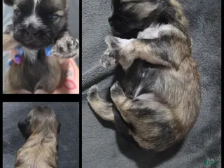 Shih Tzu dogs Grizzy - Ad 39